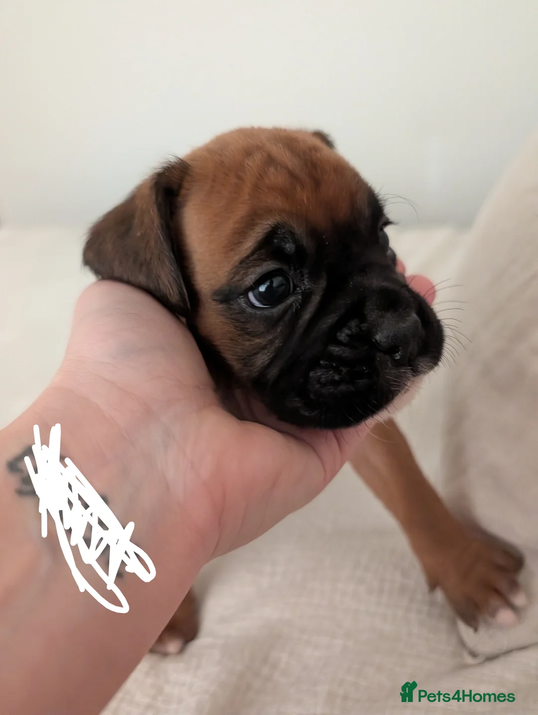 Boxer dogs for sale: Beautiful black mask bobtail/tailed boxer puppies  - Advert 38