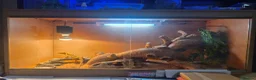Bearded Dragon reptiles for sale: 10 month old female bearded dragon - Advert 4