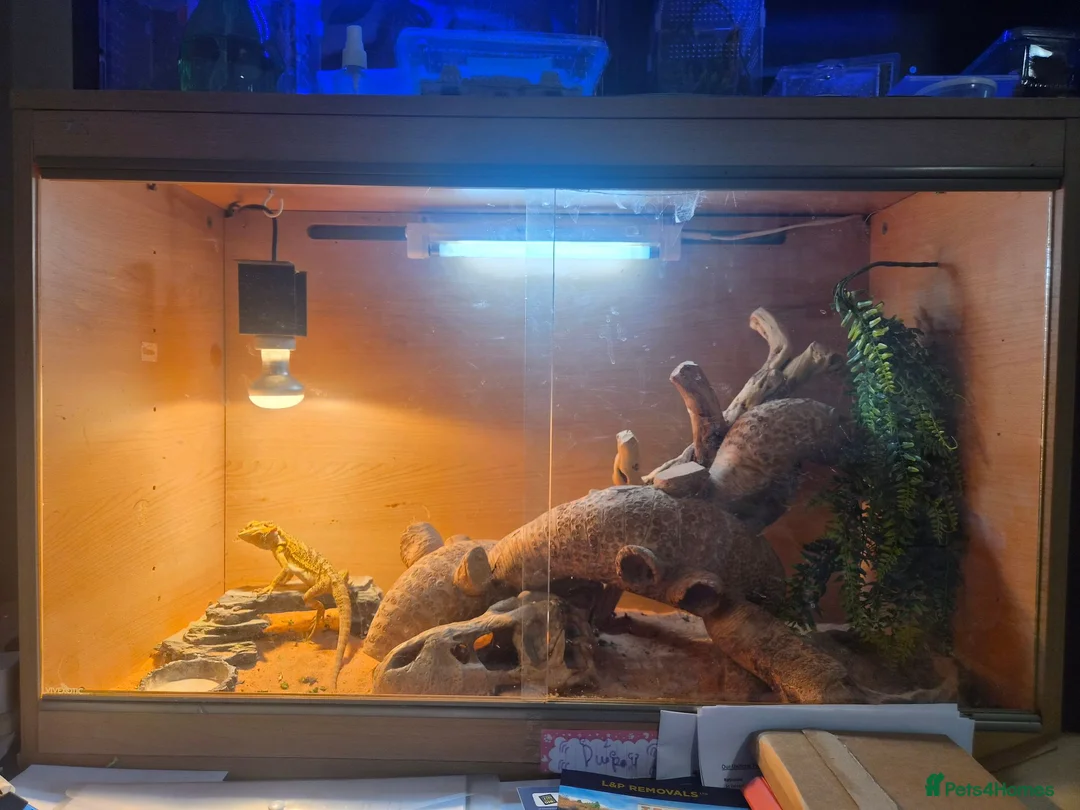 Bearded Dragon reptiles for sale: 10 month old female bearded dragon - Advert 4