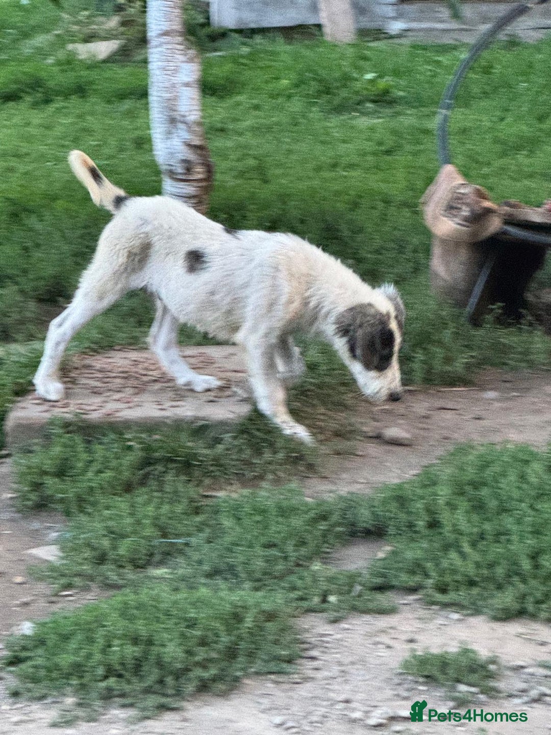 Mixed Breed dogs for adoption: ODIN, a superb young boy - for a Loving Home  - Advert 10