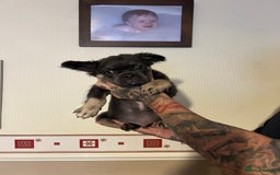French Bulldog dogs for sale: French bulldog pups reduced what’s left now  - Image 7