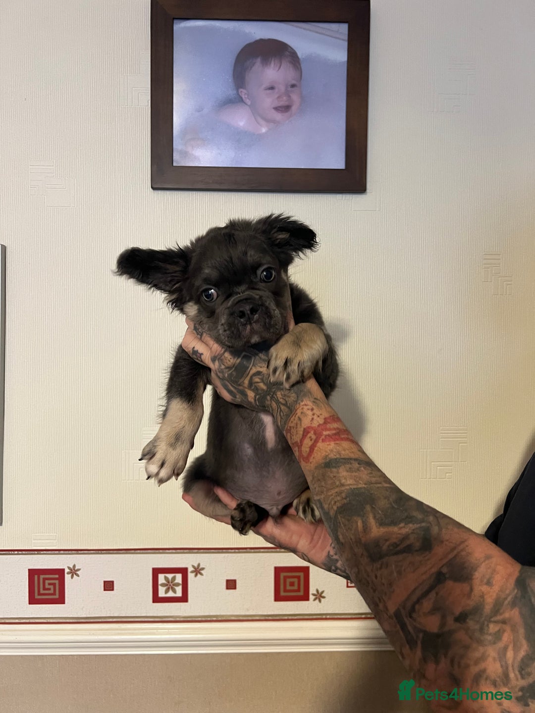 French Bulldog dogs for sale: French bulldog pups reduced what’s left now  - Image 7