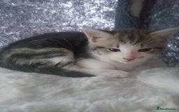 Maine Coon cats for sale: Fluffy crossed maine coon kittens for sale - Image 23