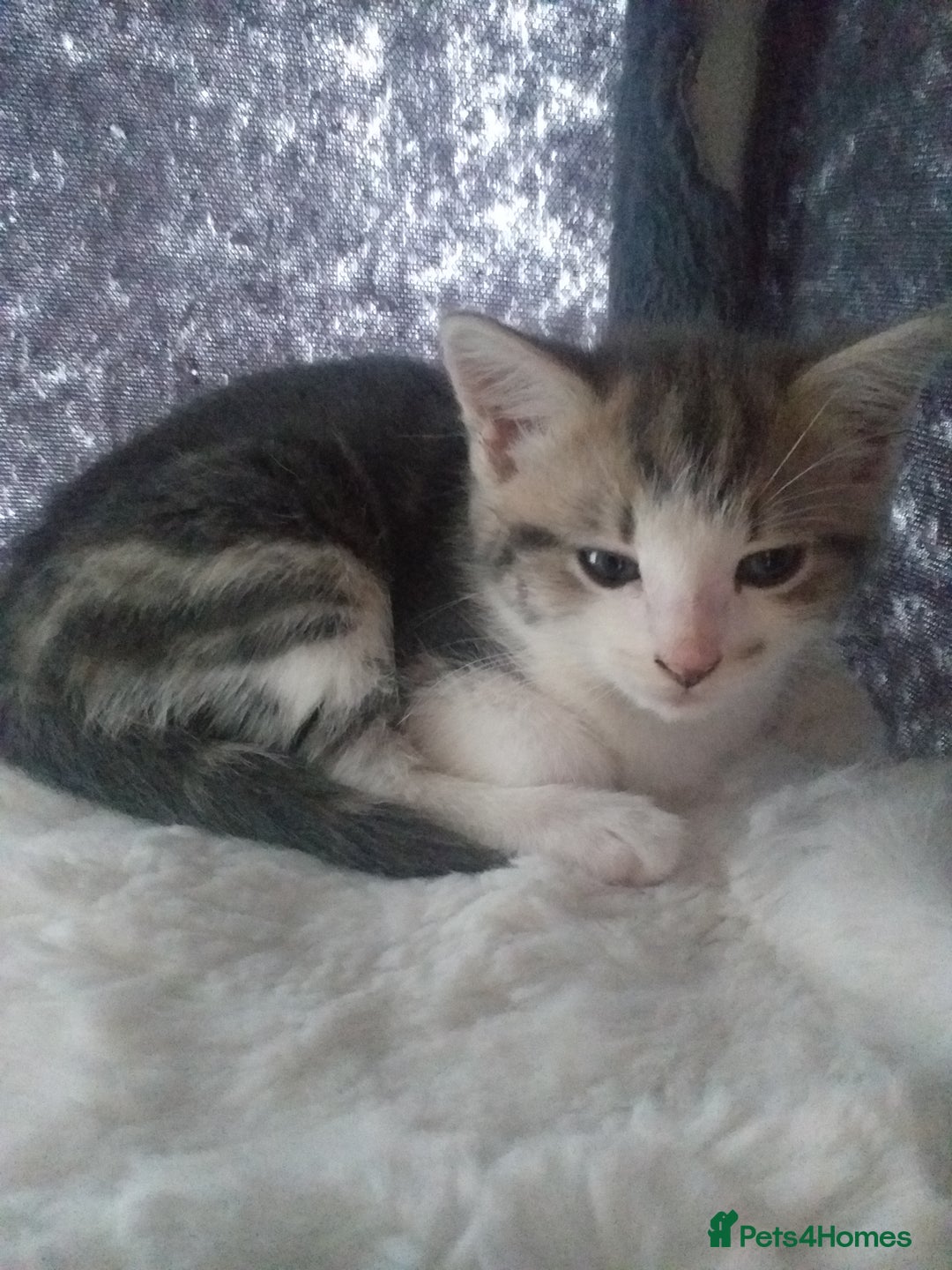 Maine Coon cats for sale: Fluffy crossed maine coon kittens for sale - Image 23
