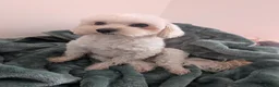 Maltipoo dogs for stud: Maltipoo  - Advert 2