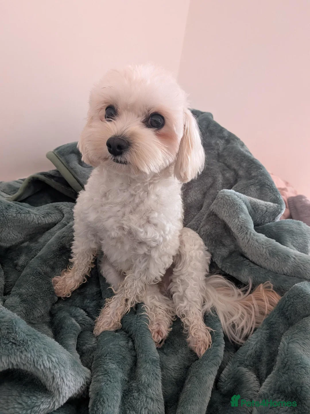 Maltipoo dogs for stud: Maltipoo  - Advert 2
