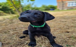 Labrador Retriever dogs for sale: Outstanding Black KC Labradors - Image 6