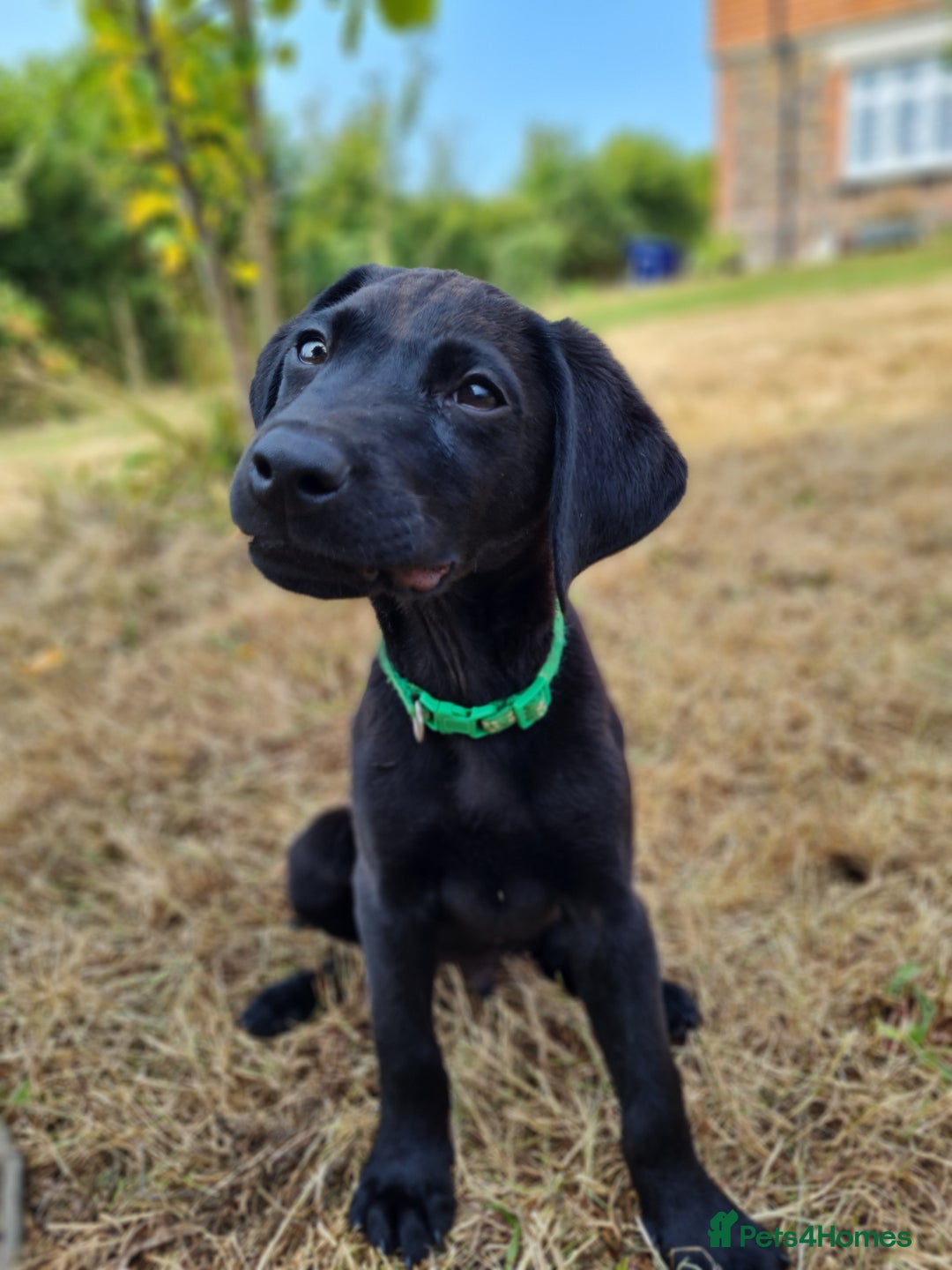 Labrador Retriever dogs for sale: Outstanding Black KC Labradors - Image 6
