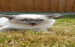 Siberian cats for sale:   Hypoallergenic Siberian Neva Masquerade kitten - Image 5