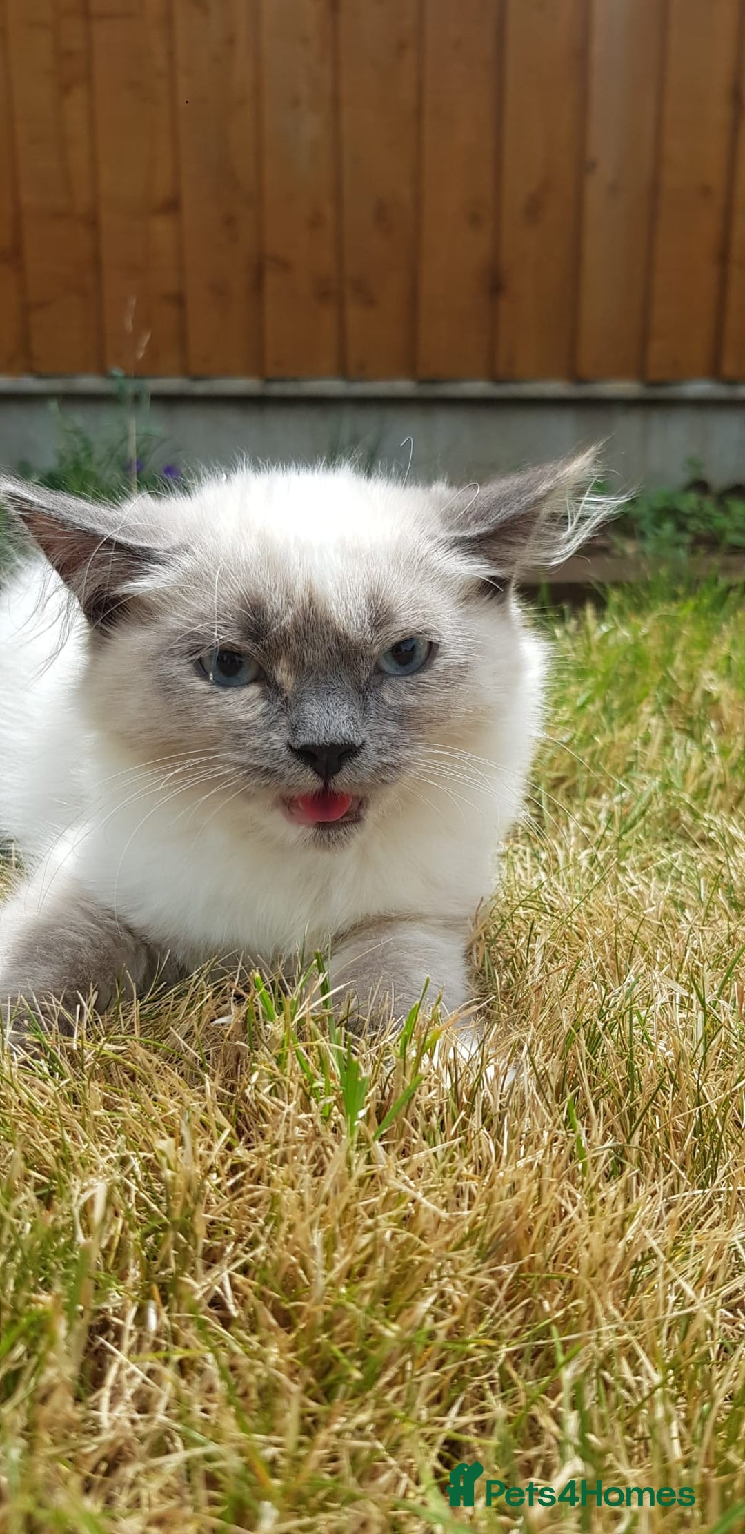 Siberian cats for sale:   Hypoallergenic Siberian Neva Masquerade kitten - Image 5