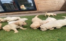 Golden Retriever dogs for sale: KC REGISTERED ®️ GOLDEN RETRIEVER PUPPIES 🐶 ❤️ - Image 13