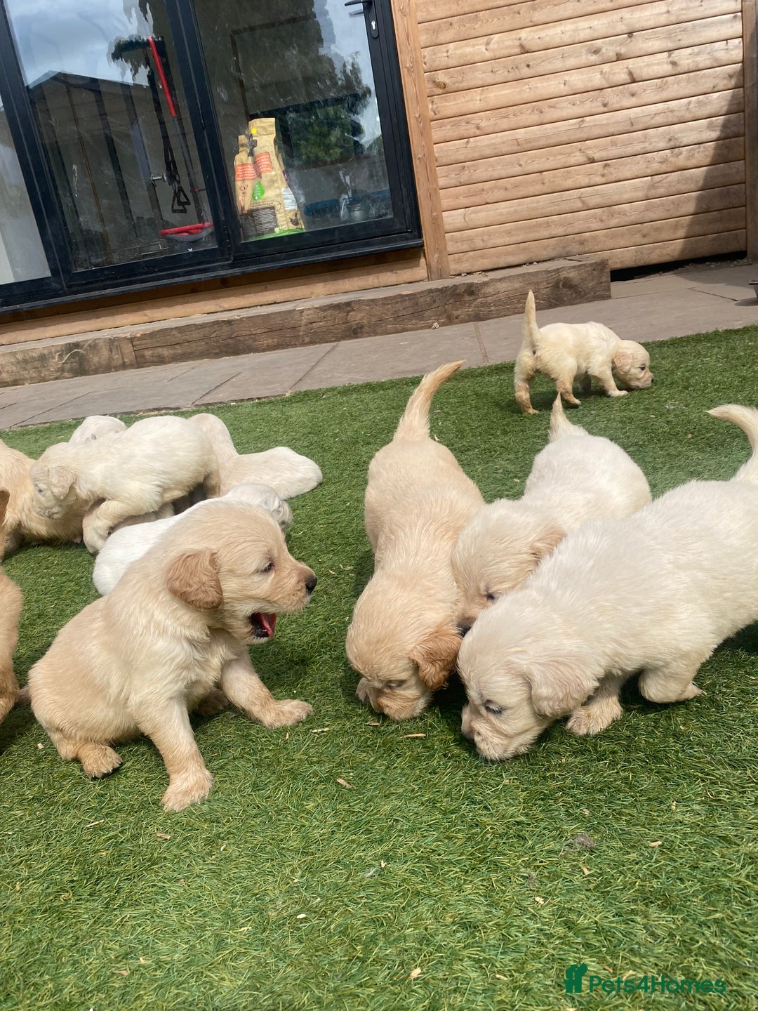 Golden Retriever dogs for sale: KC REGISTERED ®️ GOLDEN RETRIEVER PUPPIES 🐶 ❤️ - Image 13