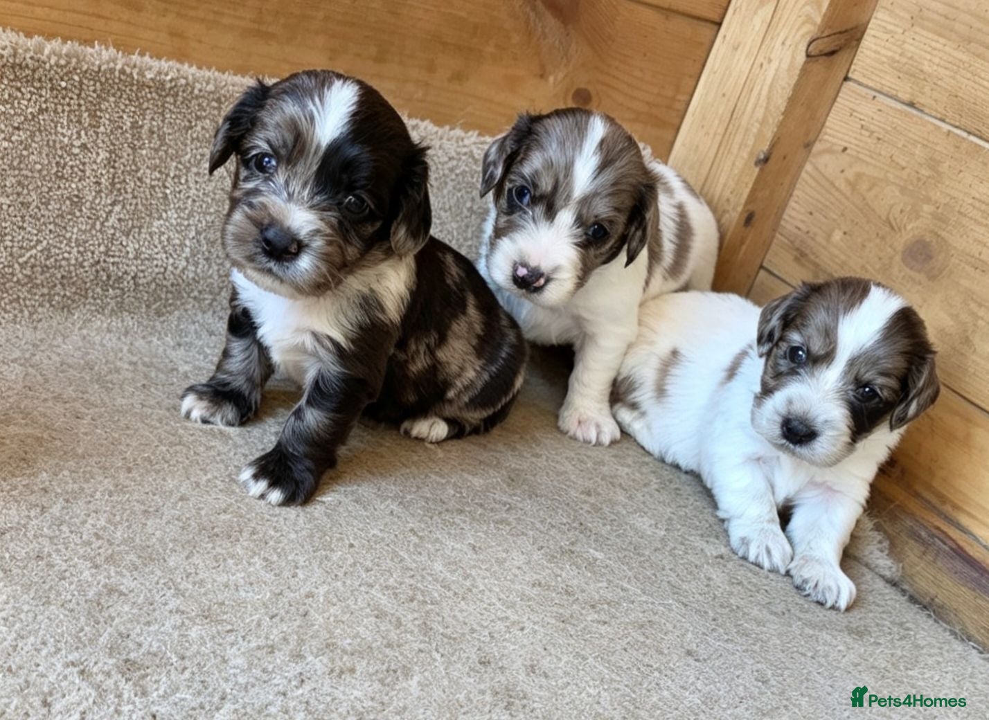 Cocker Spaniel dogs Working cocker spaniel onlt 2 left - Advert 2