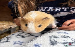 Guinea Pig rodents for sale: 2 Female Guinea Pigs - Image 7