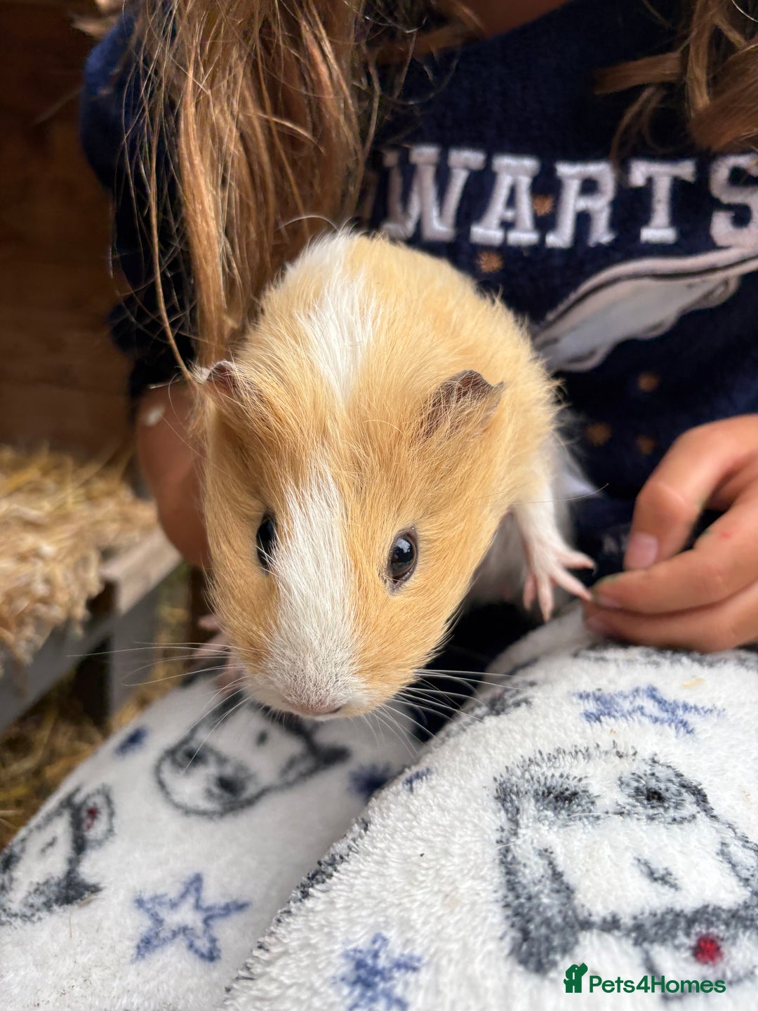 Guinea Pig rodents for sale: 2 Female Guinea Pigs - Image 7