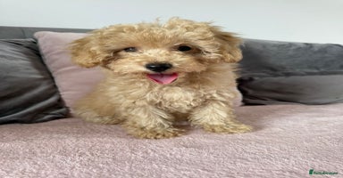 Toy Poodle dogs - Advert 11