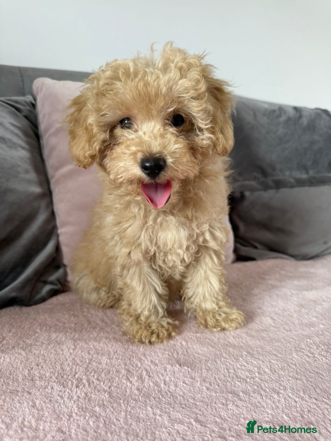 Toy Poodle dogs for sale: READY TO LEAVE Adorable Toy Poodles - Image 3