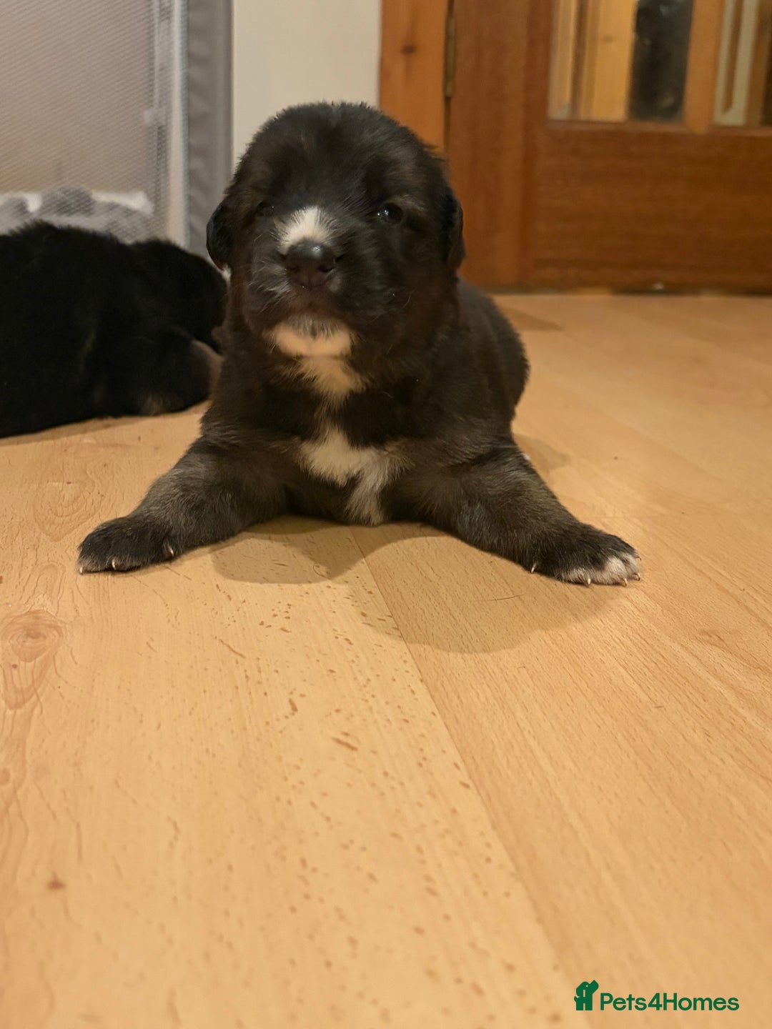 German Shepherd dogs for sale: Cute German shepherd puppies  - Advert 4