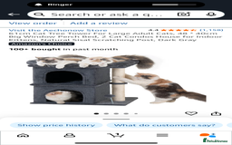 Mixed Breed cats for sale: Grey female kitten - Image 9