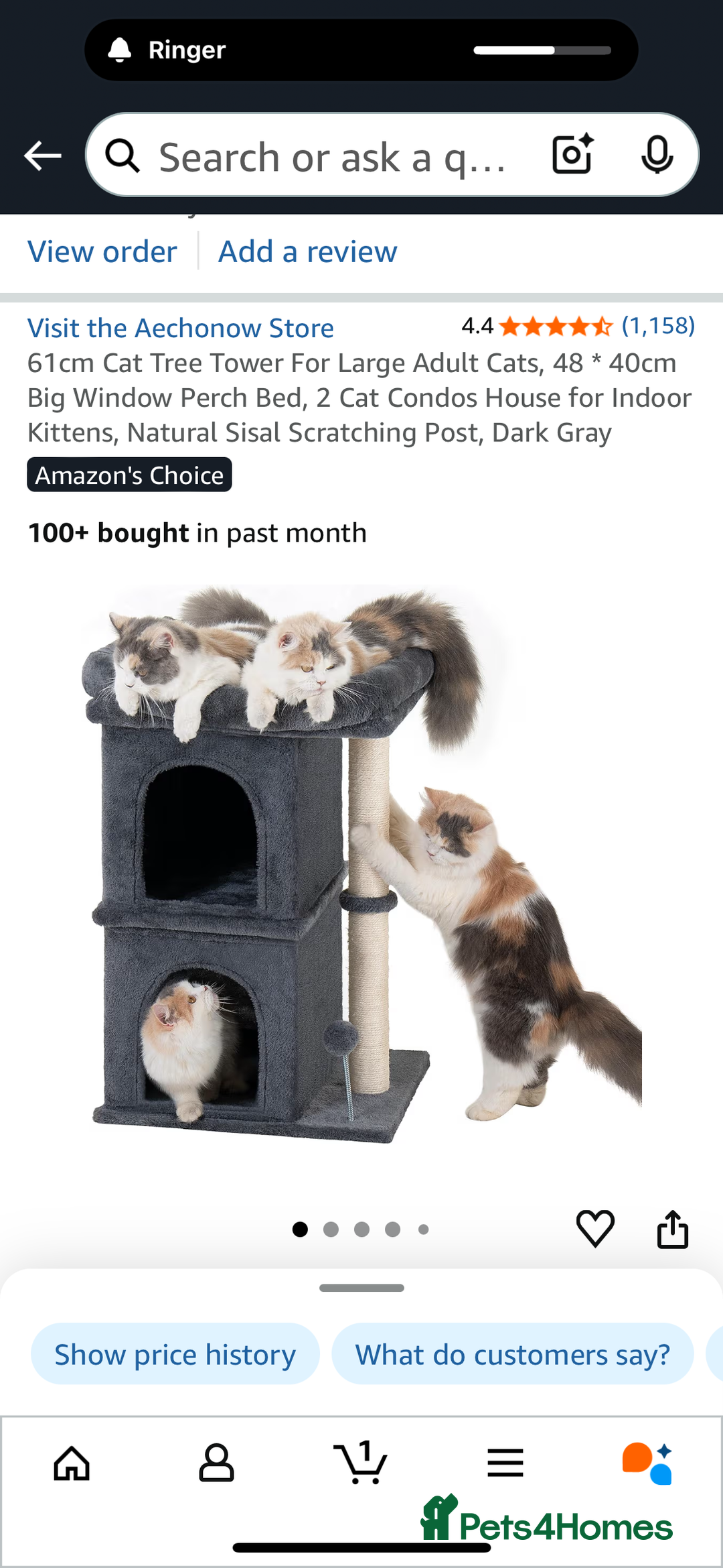 Mixed Breed cats for sale: Grey female kitten - Image 9