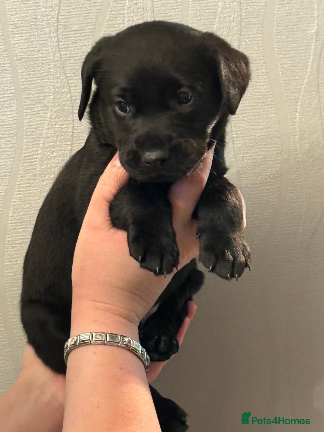 Labrador Retriever dogs for sale: Labrador puppies  - Advert 13