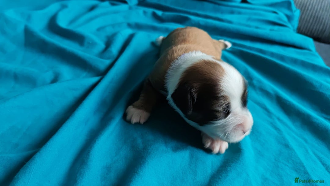 Tibetan Terrier dogs for sale: KC Tibetan Terrier Puppies For Sale😀 - Advert 10