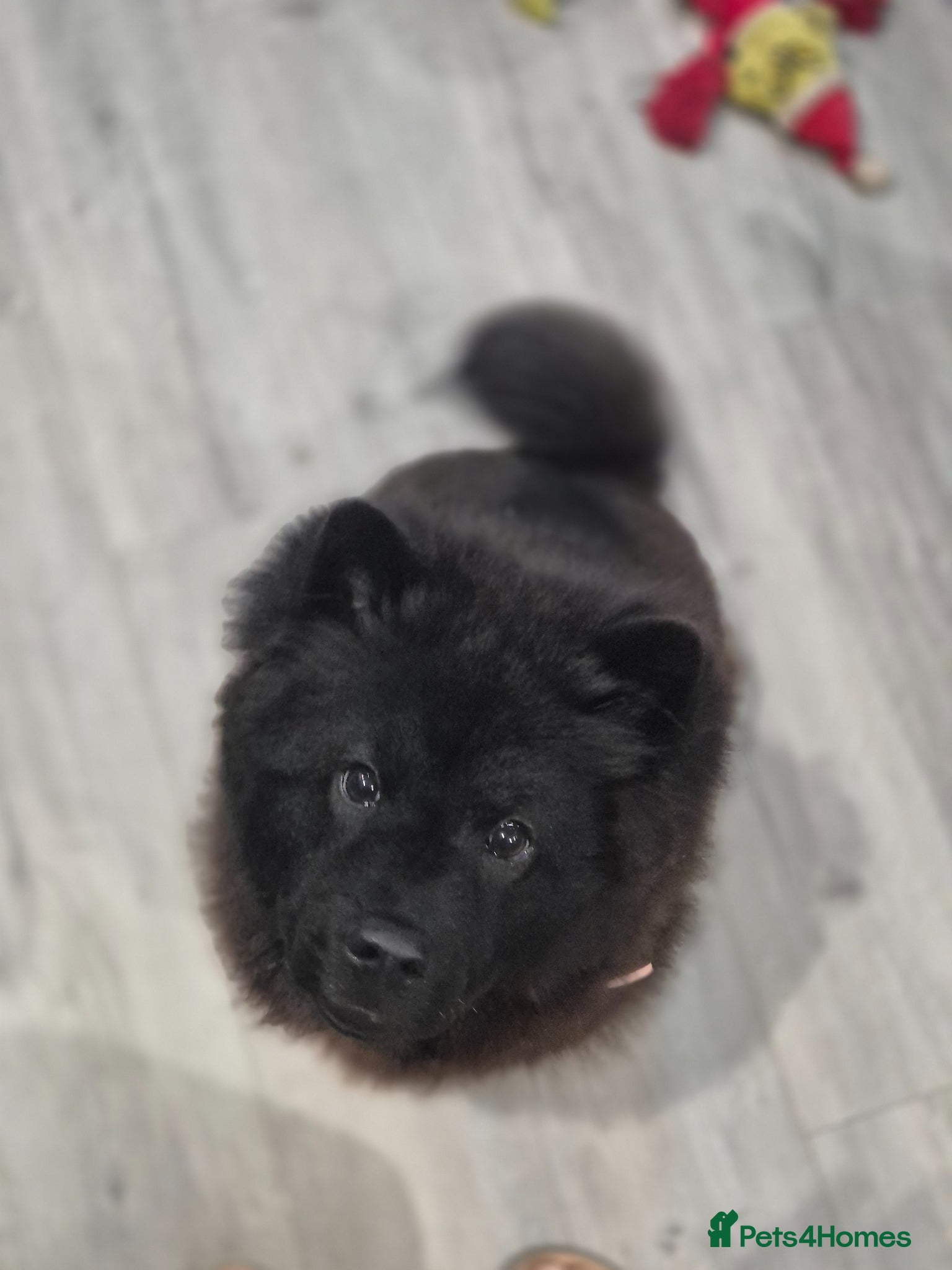 Chow Chow dogs for sale: 1 Year Old Female Chow Chow in Walsall - Advert 3