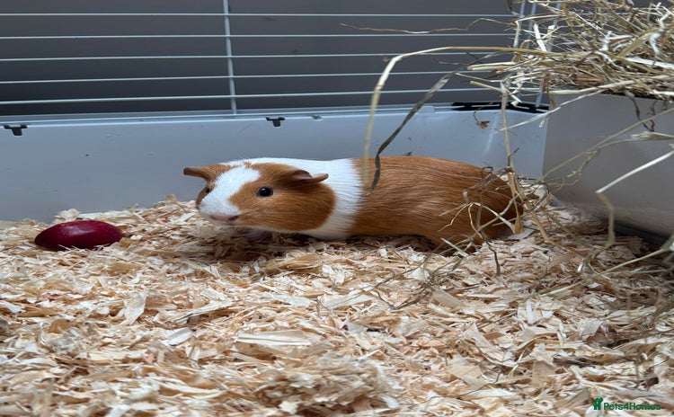 Guinea Pig rodents 3 x female Guinea pigs - Advert 1