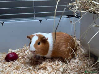 Guinea Pig rodents 3 x female Guinea pigs - Advert 14