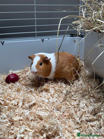 Guinea Pig rodents 3 x female Guinea pigs - Advert 1