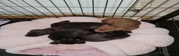 Patterdale Terrier dogs for sale: Patterdale Terrier Puppies in Crewe - Advert 3