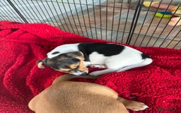 Jack Russell dogs for sale: 🐾Jack Russell Puppies🐾 - Image 29