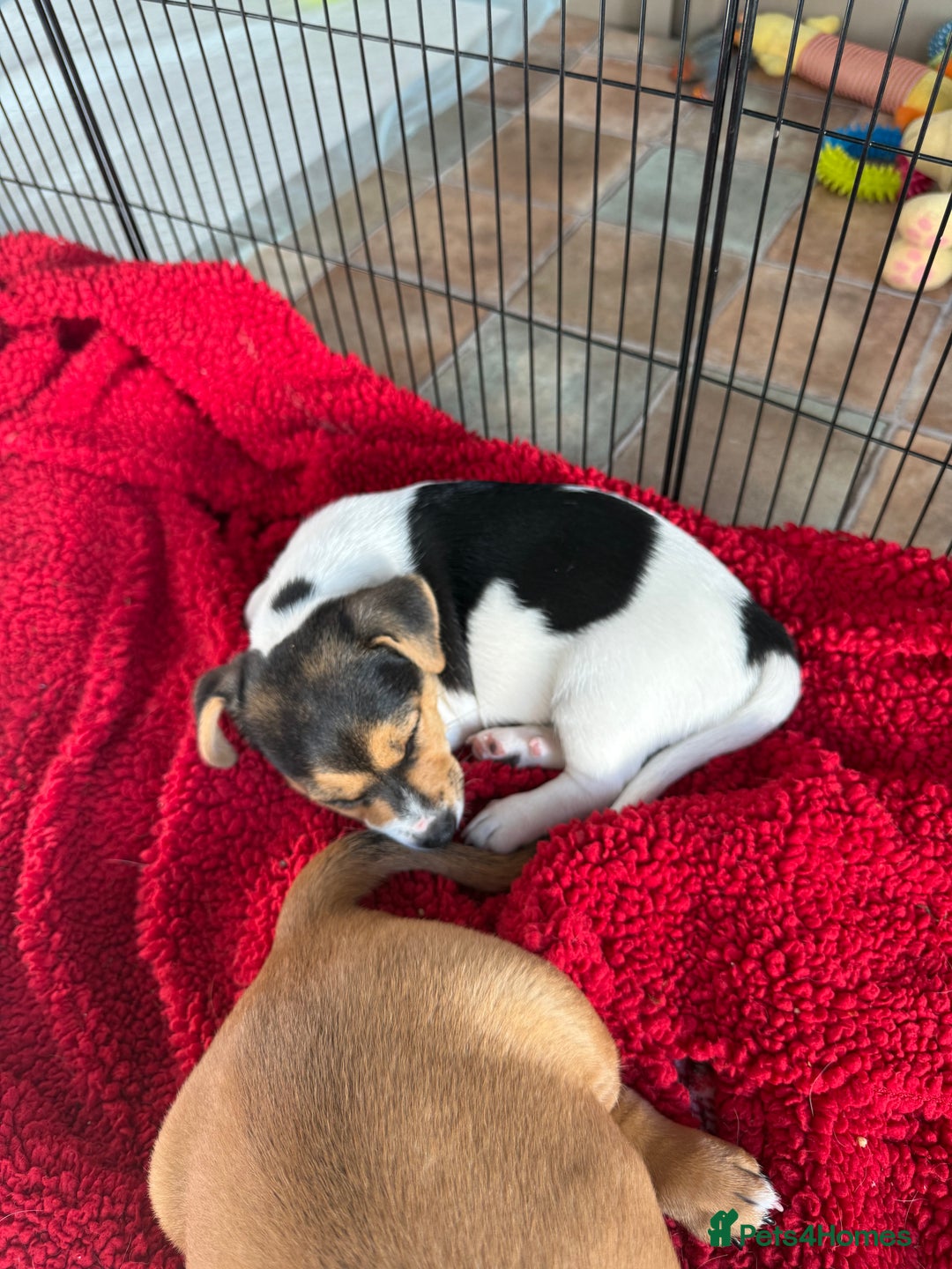 Jack Russell dogs for sale: 🐾Jack Russell Puppies🐾 - Image 29