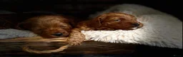 Cavapoo dogs for sale: F1B cavapoo litter  - Advert 6