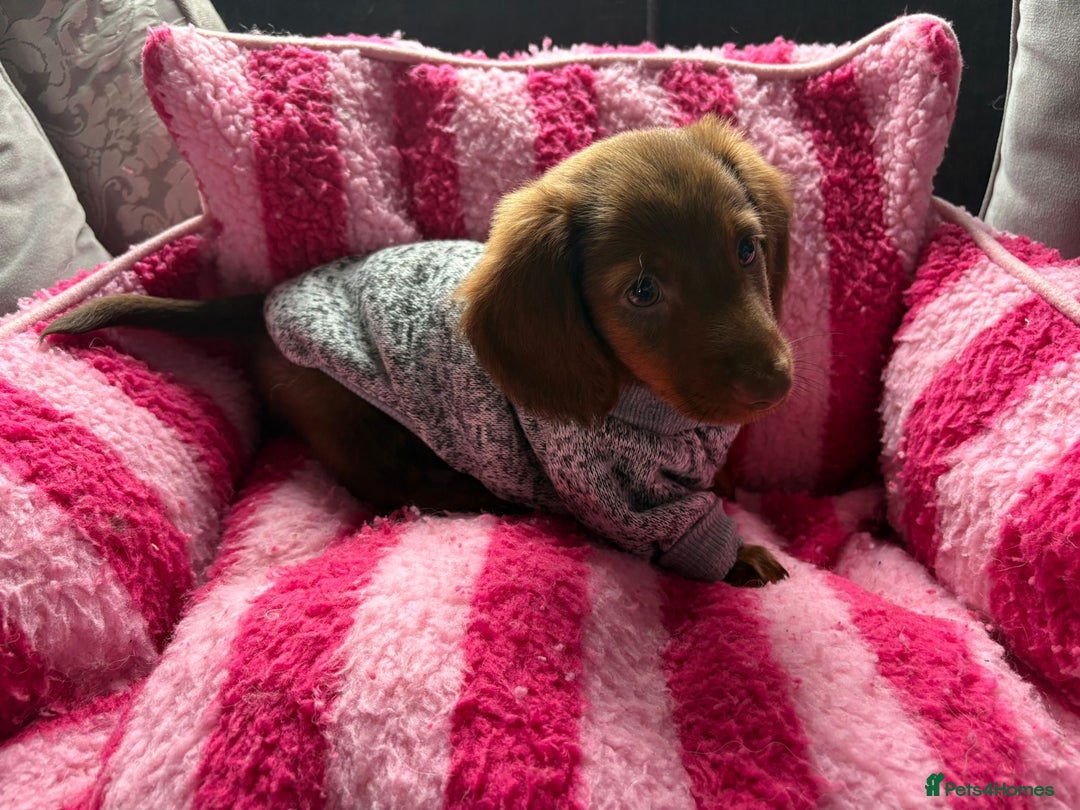 Miniature Dachshund dogs for sale: Stunning minature dachshund puppies - Image 30