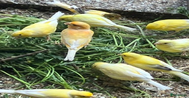 Canaries birds - Advert 6
