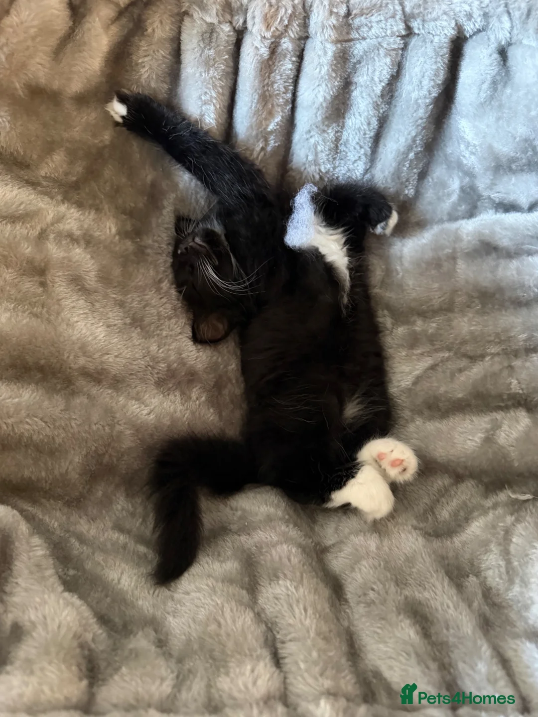 Ragdoll cats for sale: Ragdoll X Kittens  - Advert 9