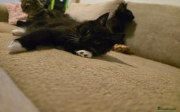 Mixed Breed cats for sale: Cute kittens  - Image 7