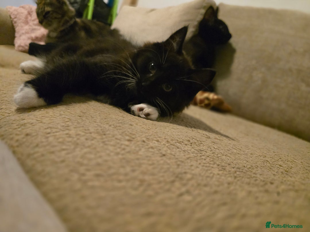 Mixed Breed cats for sale: Cute kittens  - Image 7