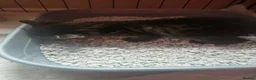 Bengal cats for sale: Bengal mixed  - Advert 4