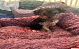 Yorkshire Terrier dogs for sale: Stunning Yorkshire terriers - Image 23