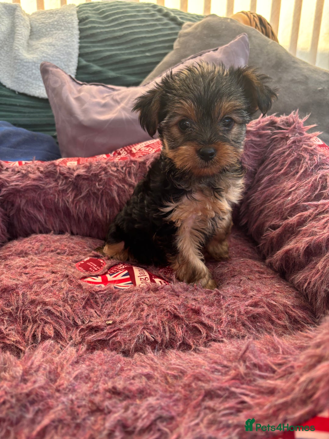 Yorkshire Terrier dogs for sale: Stunning Yorkshire terriers - Image 23