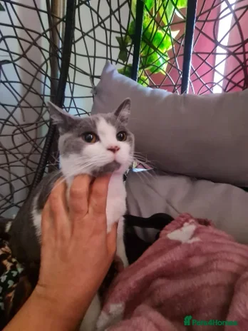 Mixed Breed cats for sale: Handsome Archi for sale  - Advert 1