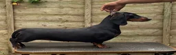 Dachshund dogs for sale: Champion Sired Standard Smooth puppies  - Advert 2