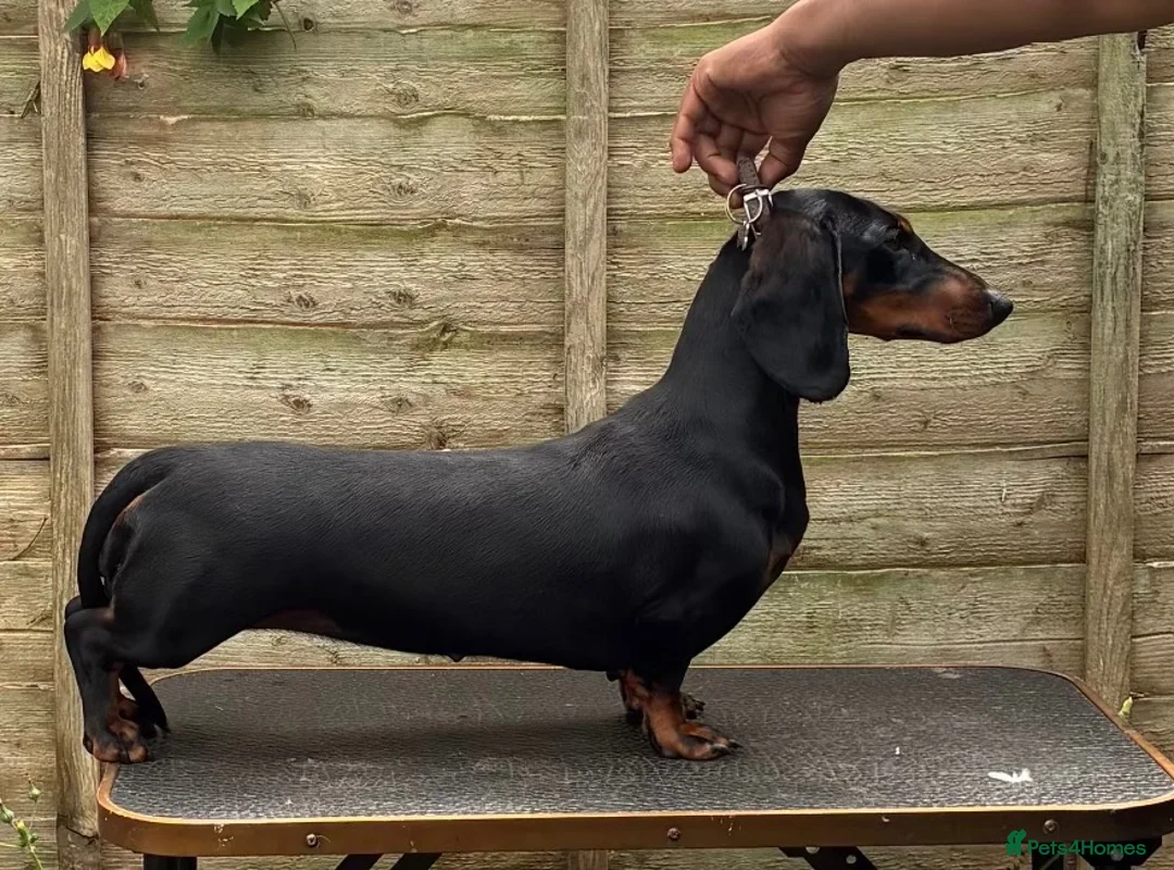 Dachshund dogs for sale: Champion Sired Standard Smooth puppies  - Advert 2