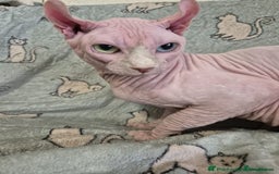 Sphynx cats for sale: From odd eyes father elf shpynx tica pedigree.  - Image 22
