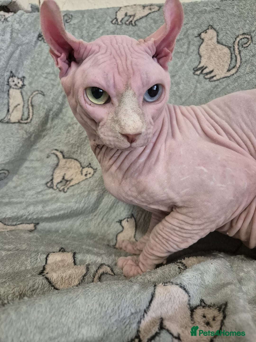 Sphynx cats for sale: From odd eyes father elf shpynx tica pedigree.  - Image 22