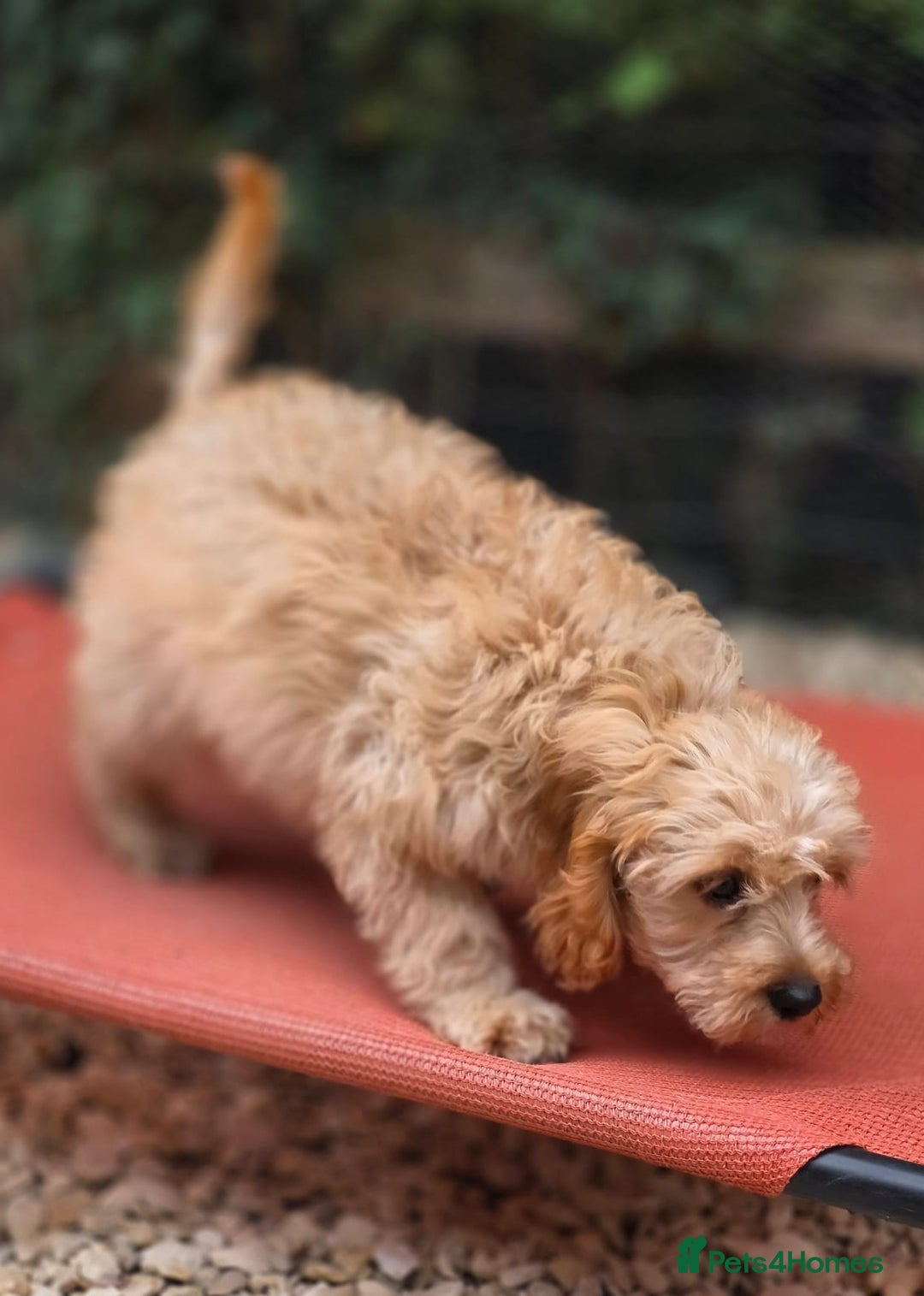 Cavapoo dogs for sale: Miniature cavapoo - Image 5