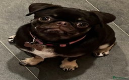 Pug dogs for sale: Tiny pug girl - Advert 13