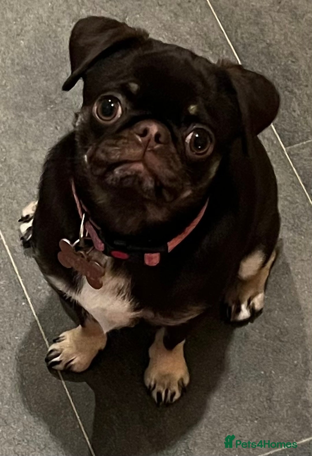 Pug dogs for sale: Tiny pug girl - Advert 13